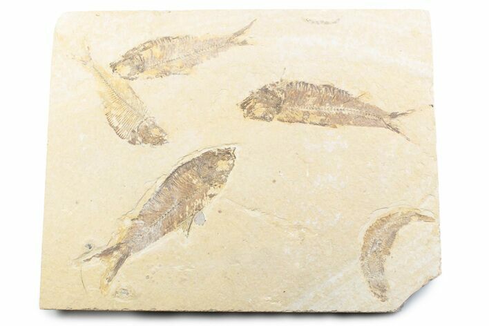 Plate of Five Fossil Fish (Diplomystus & Knightia) - Wyoming #361088